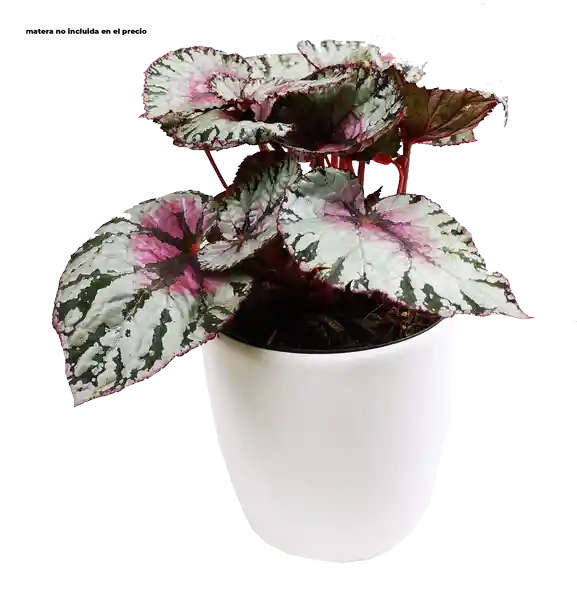 Begonia Metalizadas Rosadas