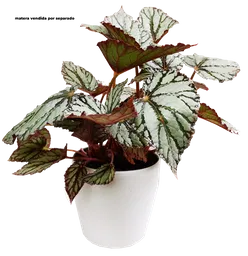 Begonia Gris Veta Verde