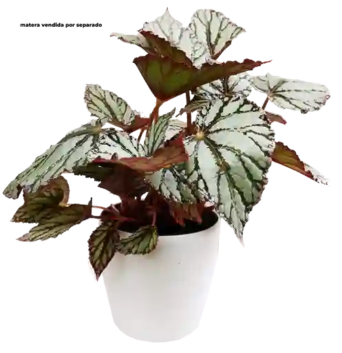 Begonia Gris Veta Verde