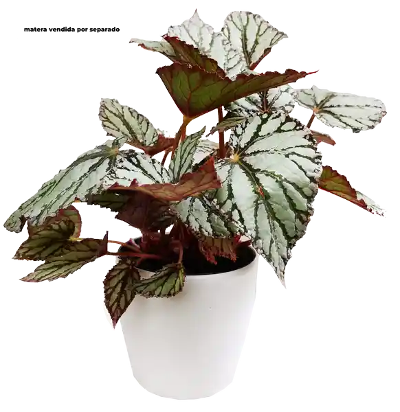 Begonia Gris Veta Verde