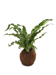 Kokedama Helecho Crespo Mini