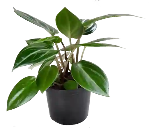 Peperomia Espejito Alargada