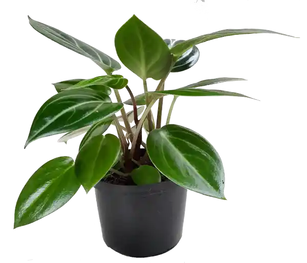 Peperomia Espejito Alargada