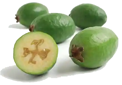 Feijoa Madura