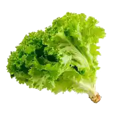 Lechuga Crespa Verde