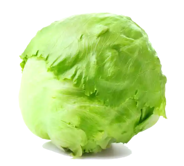 Lechuga Batavia