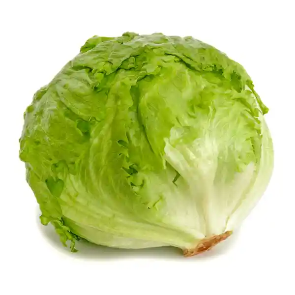 Lechuga Batavia