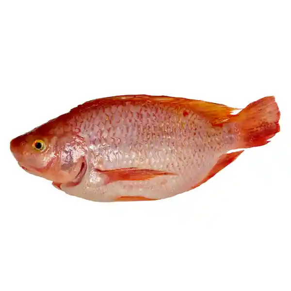 Tilapia Entera