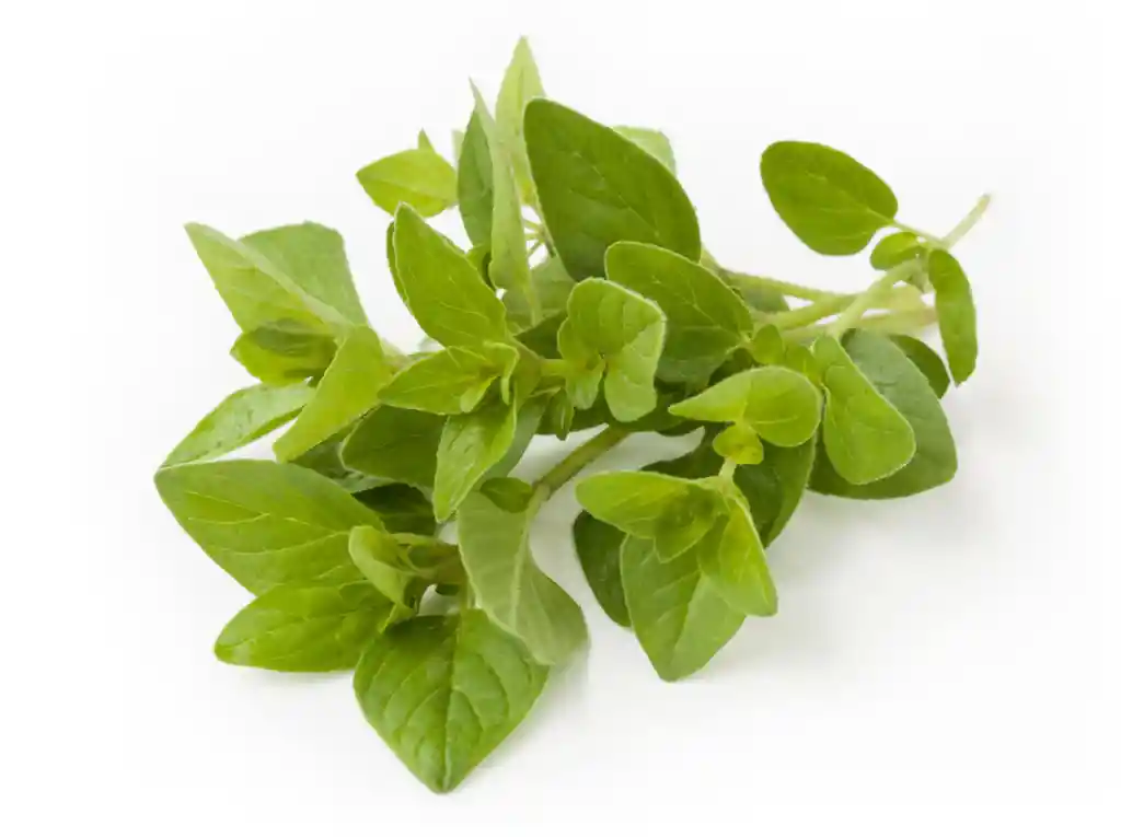 Oregano