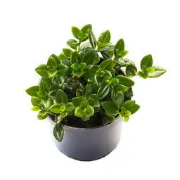 Tierra Negra Planta Pescadito