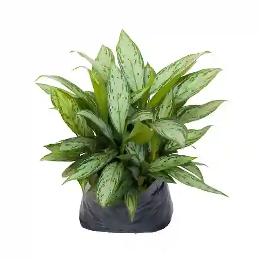 Tierra Negra Planta Aglonema Silver Gde