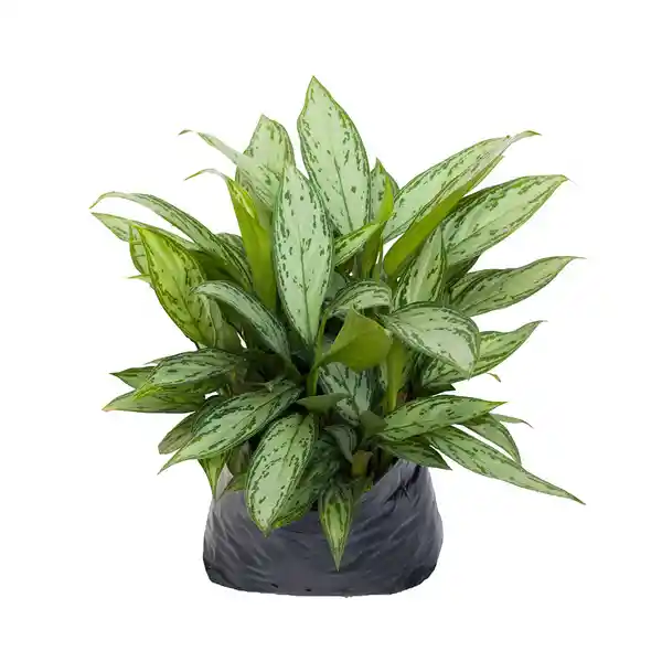 Tierra Negra Planta Aglonema Silver Gde