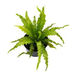 Tierra Negra Planta Helecho Nido de Ave P14