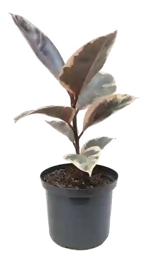Calyx Caucho Variegado