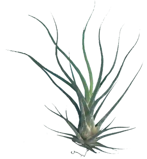 Calyx Tillandsia Caput Medusa