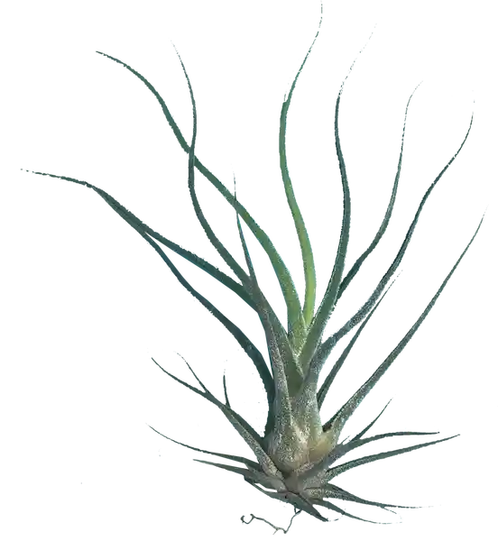 Calyx Tillandsia Caput Medusa