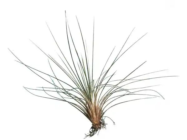 Calyx Tillandsia Colombianita