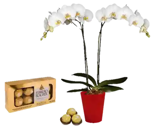 Orquídea Blanca Con Chocolates Ferrero Regalo