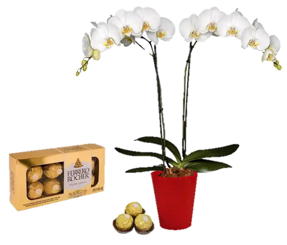 Orquídea Blanca Con Chocolates Ferrero Regalo