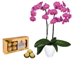 Orquidea Regalo Flor Rosa Con Chocolates Ferrero