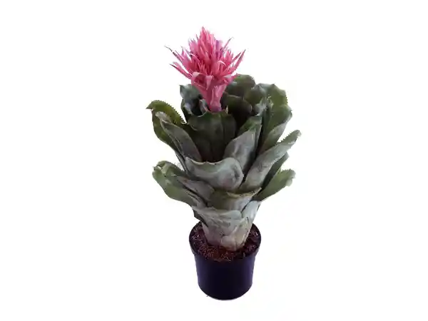 Calyx Plantas Exóticas Bromelia Grande Rosada