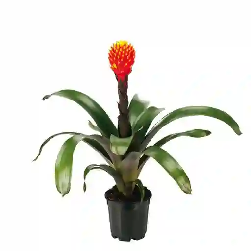 Calyx Plantas Exóticas Bromelia Conífera