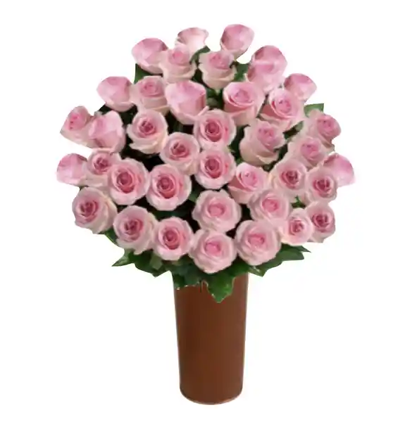 25 Rosas Rosadas de Exportación