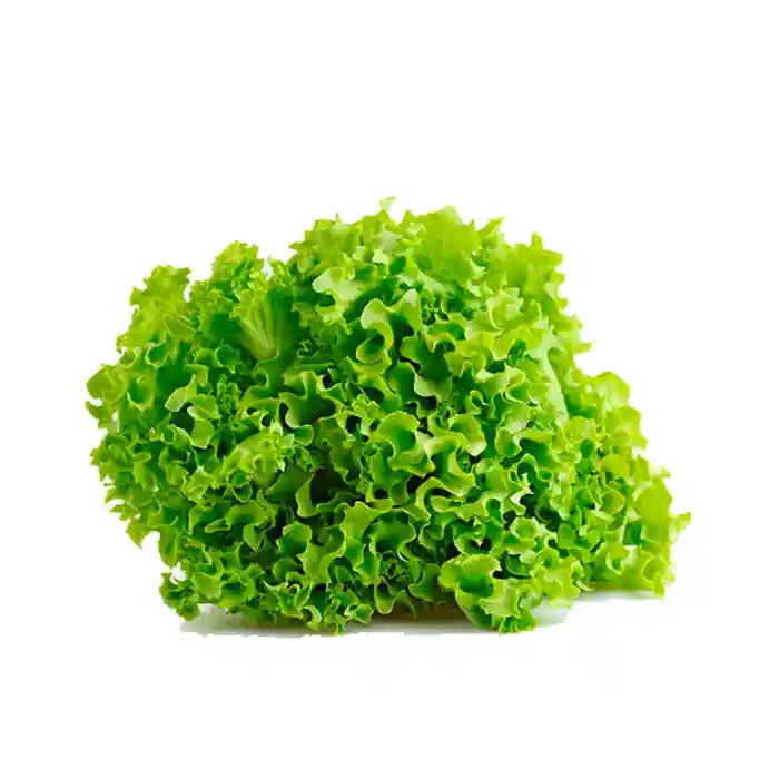 Lechuga Crespa Verde