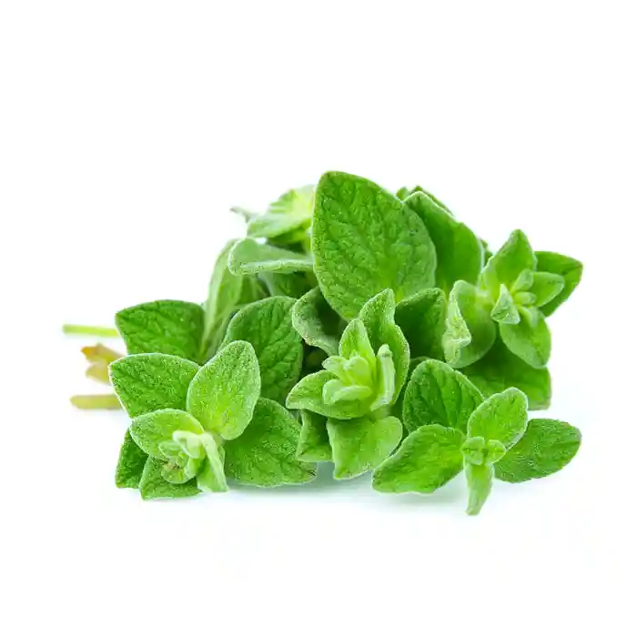 Oregano