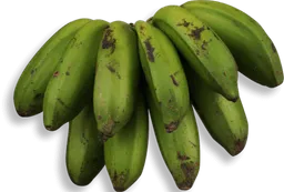 Plátano Colicero