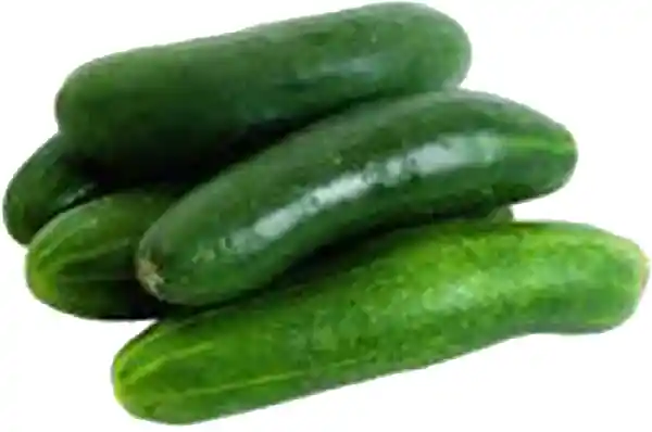 Pepino Cohombro