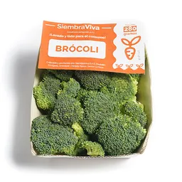 SiembraViva Brócoli Orgánico En Arbolitos
