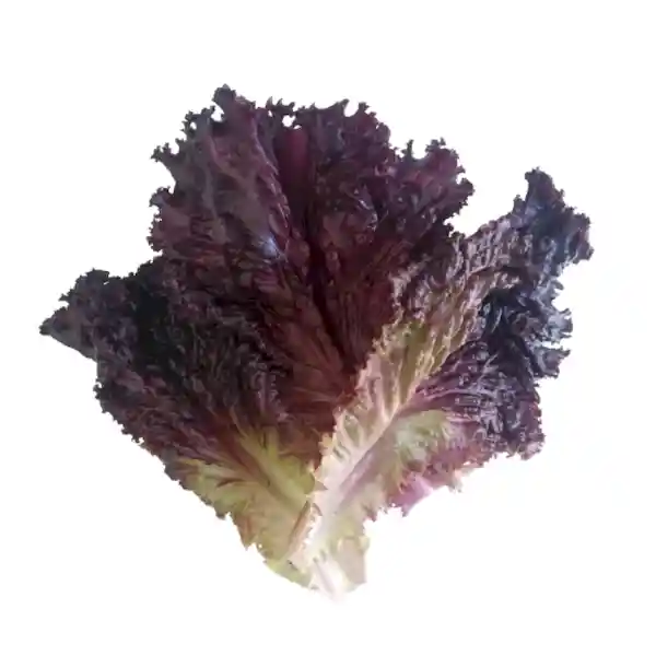 Morada Lechuga Hojas