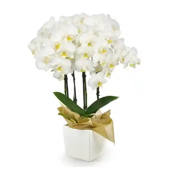 Mini Orquídea Blanca Multiflora Premium En Matera 4v