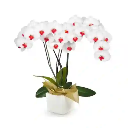 Orquídea Blanca Premium En Matera