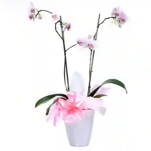 Flores Arte Planta de Hermosas Orquídeas