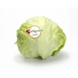 Lechuga Batavia