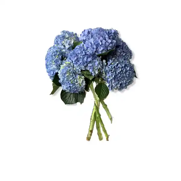 Ramo Hortensias Azul Eléctrico Por 15 Tallos