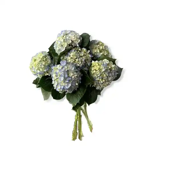 Ramo Hortensias Azules Por 10 Tallos