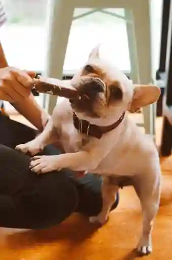 Helado para Perros