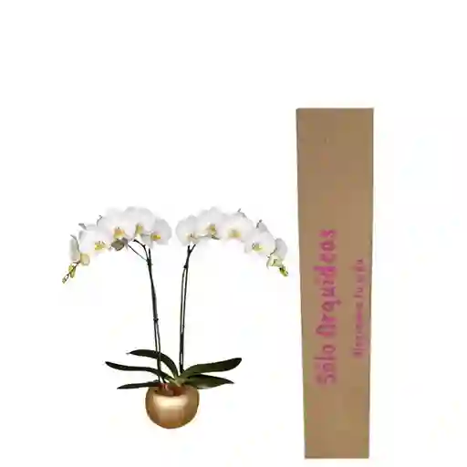 Orquidea Blanca Con Matera Cerámica
