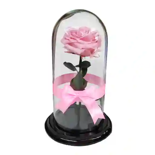 Rosa Preservada Rosada