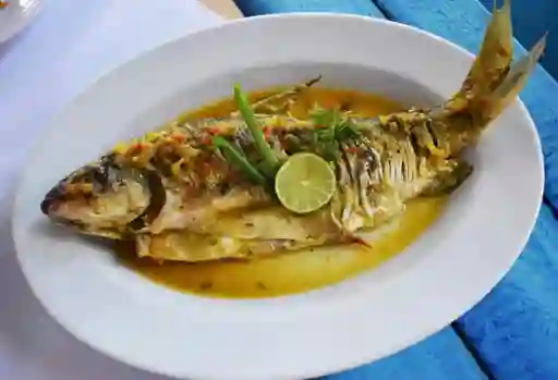Bocachico