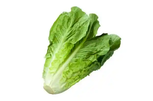 Lechuga Especial