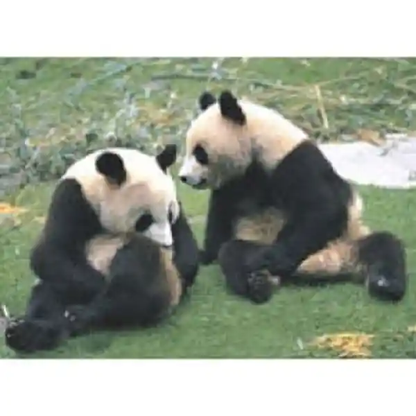 Tomax Rompecabezas Pandas