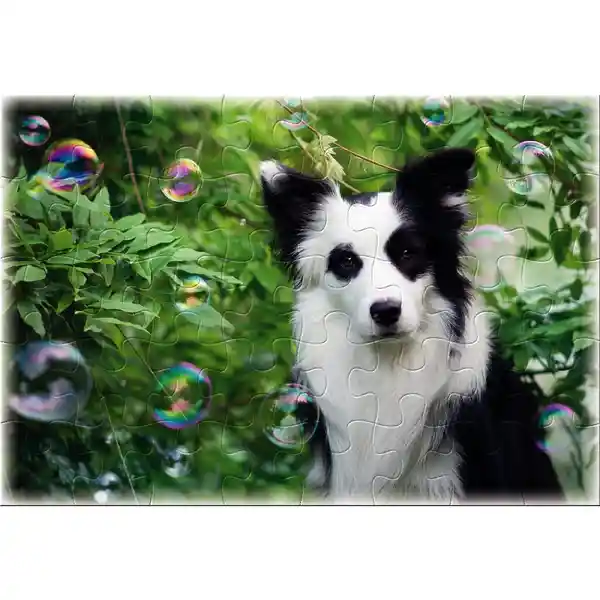 Ronda Rompecabezas Infantil Border Collie