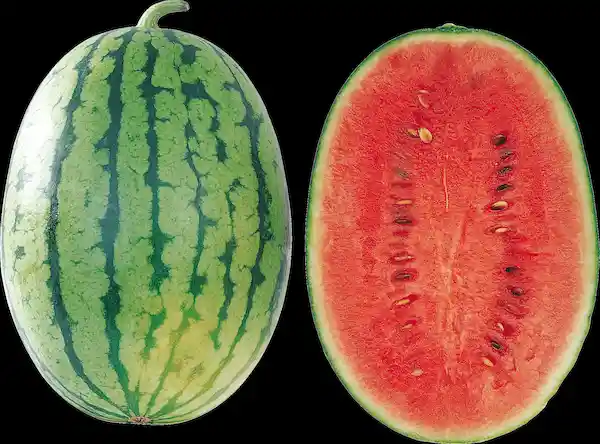 Sandia