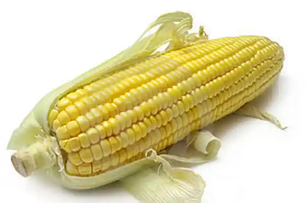 Mazorca Común