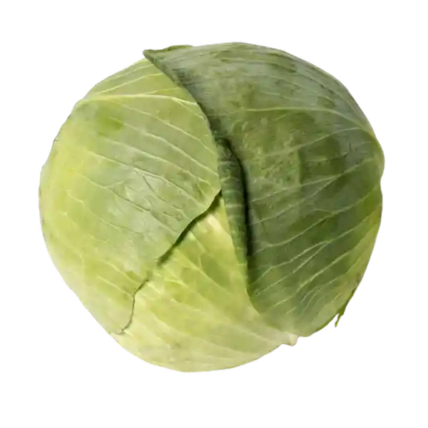 Repollo