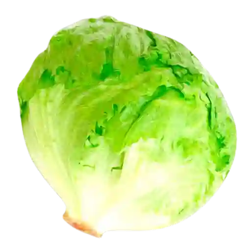 Lechuga Batavia